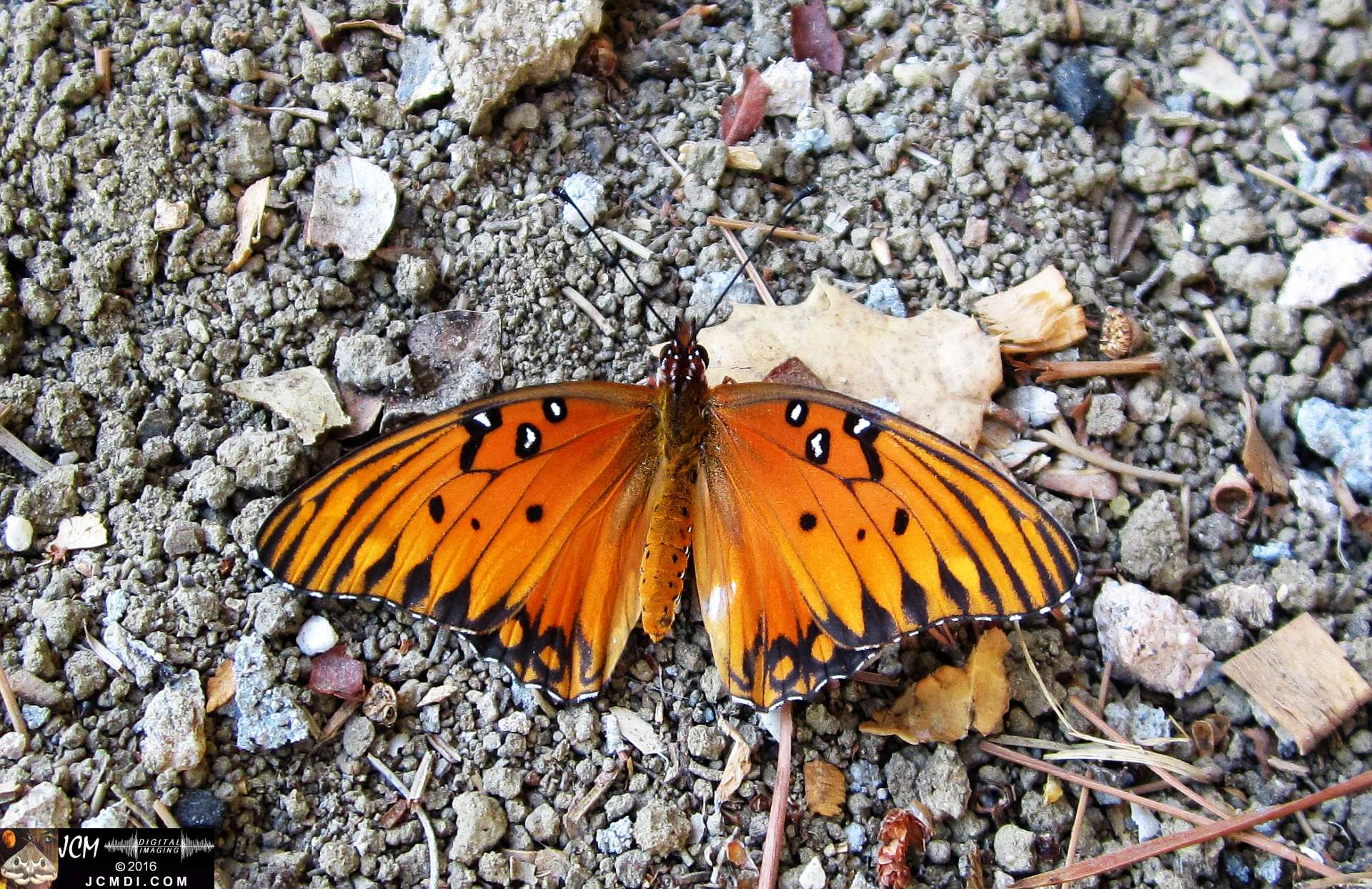 A Gulf Fritillary butterfly being released at the end of the life cycle-rearing documentary project